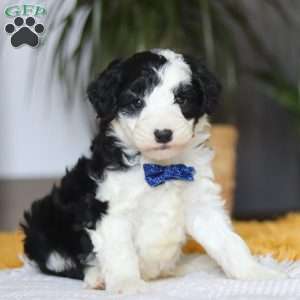 Thumper, Mini Sheepadoodle Puppy